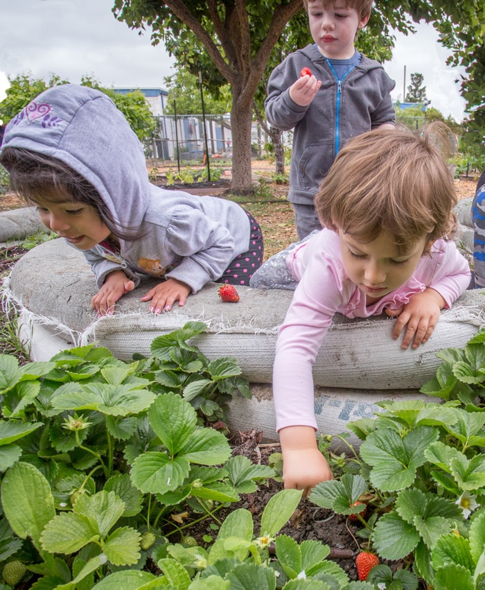 Three young children, dressed in hoodies and jackets, picking strawberries in a garden. One child in a grey hoodie leans over a big fabric garden bed, another in a pink hoodie picks a strawberry, and a third in a red shirt is about to eat one.